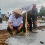 Harga Cabai Melonjak di Maluku, Pemda SBT Gelar Aksi Penanaman Cabai Serentak